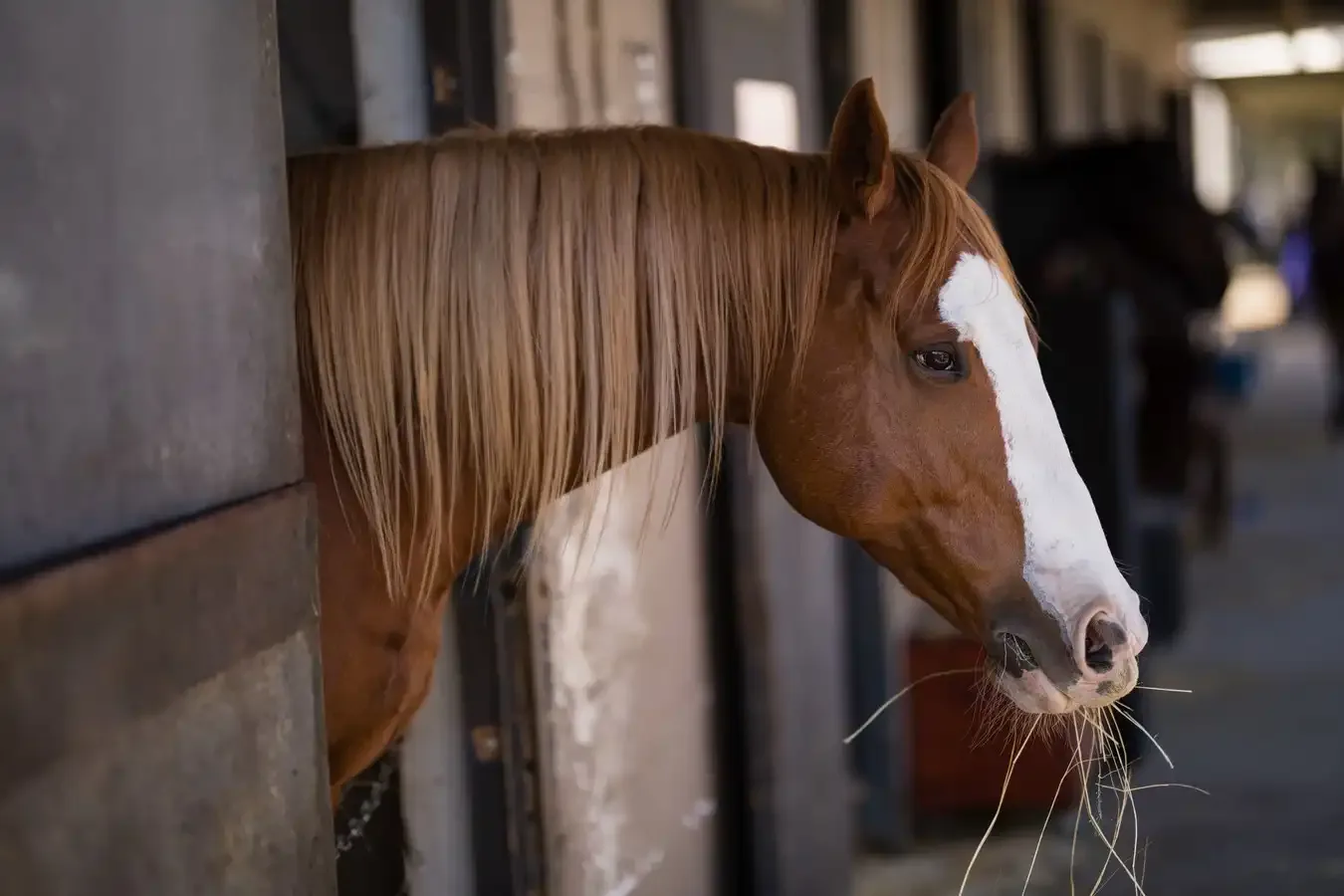 cheval