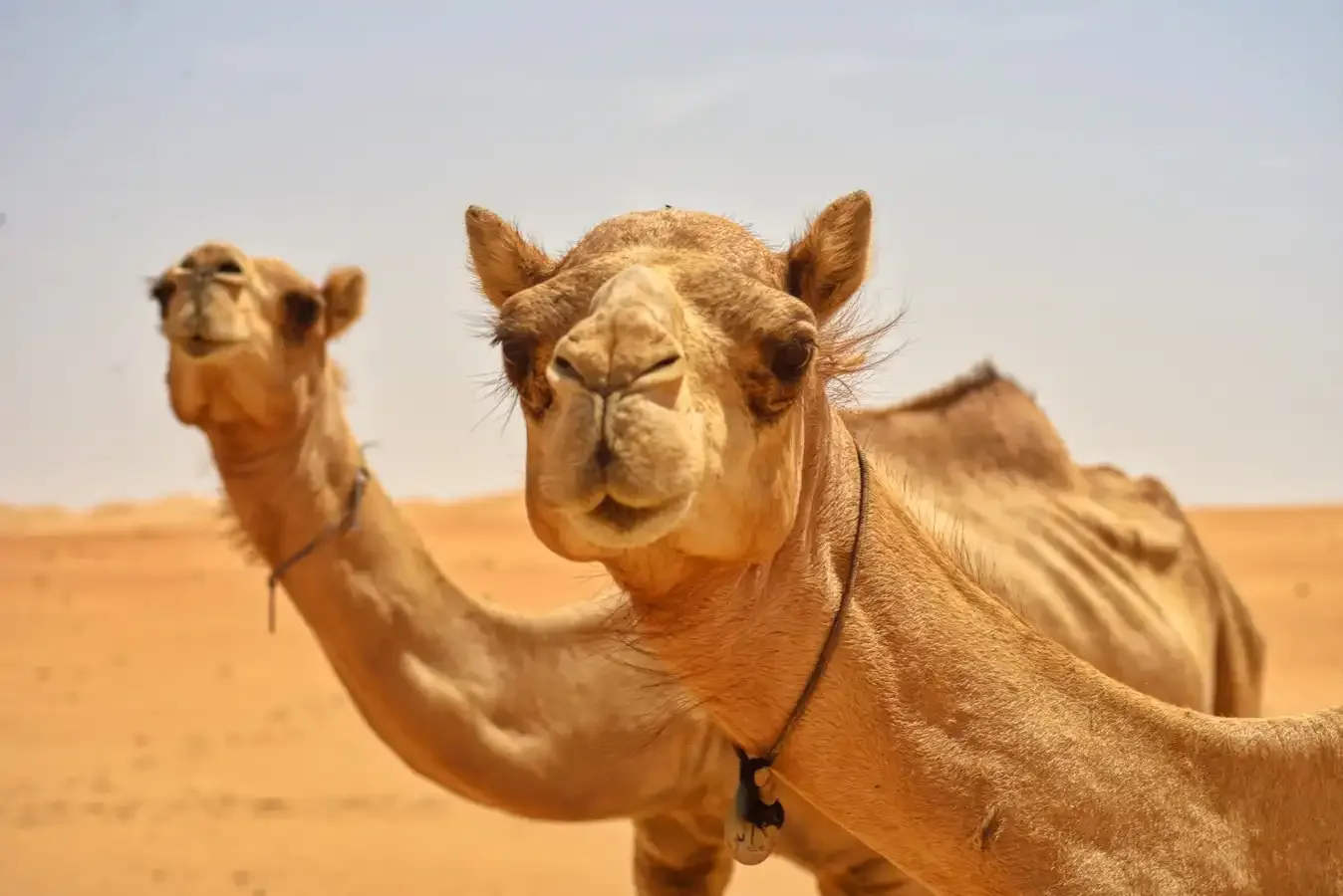chameau dans un desert