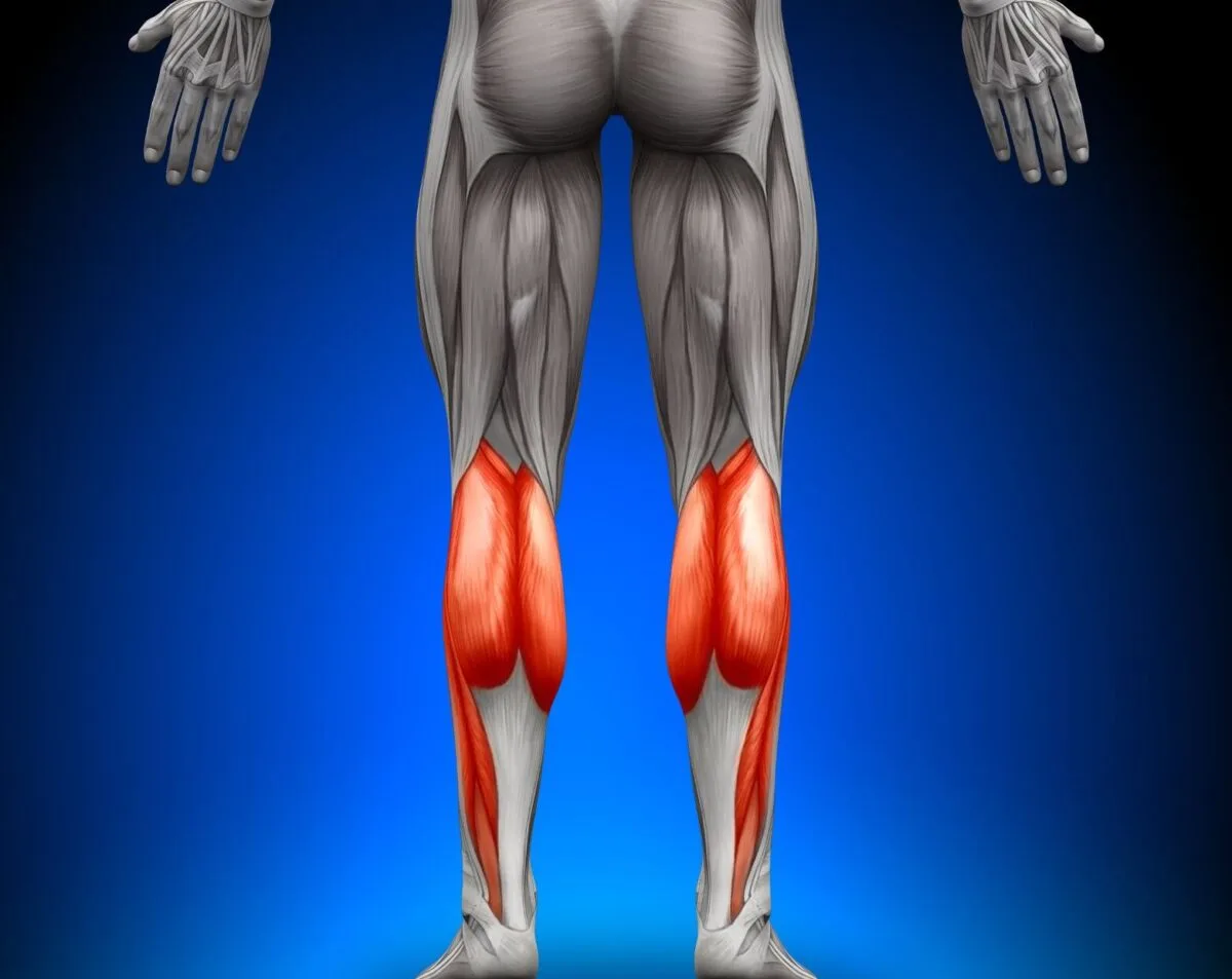 Schéma de l'anatomie du mollet