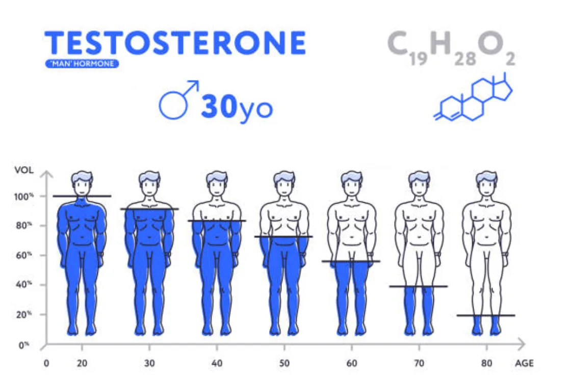 Illustration de la baisse de testostérone avec l'âge.