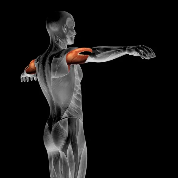 Triceps anatomie