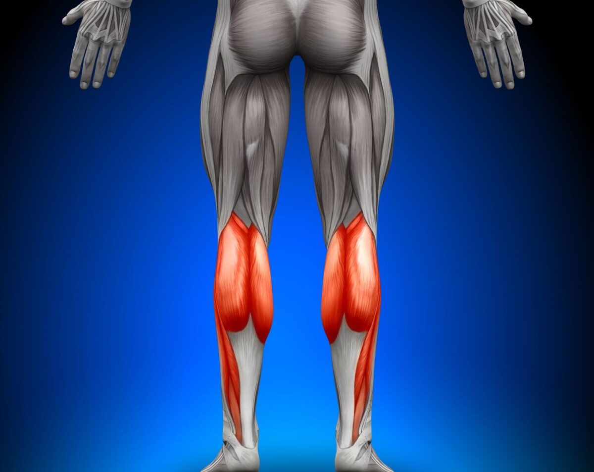 Schéma de l'anatomie du mollet